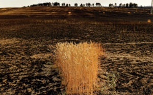 La péninsule ibérique souffre d'une aridité sans précédent depuis plus d' un millénaire