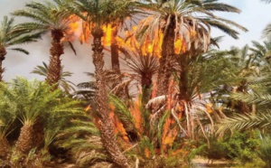 Nos oasis à la merci des flammes