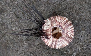 En Guadeloupe, la mortalité massive des oursins noirs inquiète les scientifiques En Guadeloupe, la mortalité massive des oursins noirs inquiète les scientifiques