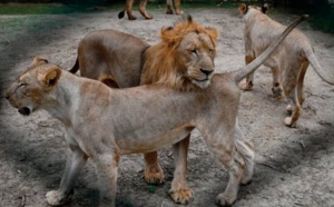 Des lions du Pakistan proposés aux enchères