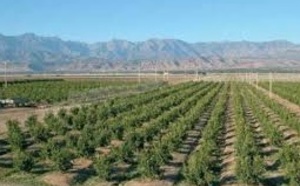 Mobilisation  de plus de 1900 hectares pour les petits projets agricoles