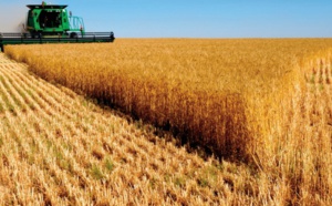 Impact varié du changement climatique sur la production du blé