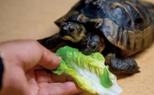 Des fleurs pour l'anniversaire de Janus la plus vieille tortue à deux têtes