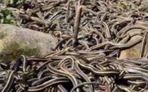 Le plus grand rassemblement des serpents du monde