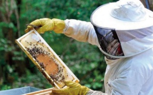 Abeilles malades et apiculteurs mal en point