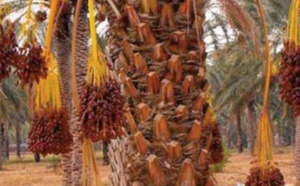 Taghjijt à l’heure de la 17ème édition de la foire des dattes