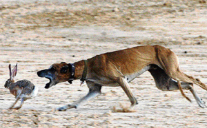 Festival des chasses traditionnelles