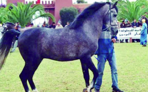 Une vente aux enchères publiques  de chevaux au Festival de Bouznika