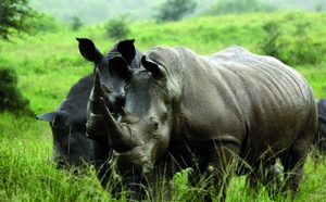 L’Afrique du Sud va évacuer des centaines de rhinocéros du parc Kruger