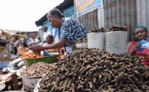 A Kinshasa, on croque chenilles ou larves pour le plaisir ou leurs protéines