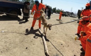 Le sort tragique des chiens errants de Kaboul, capturés et empoisonnés