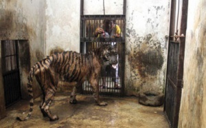 Mélanie, la tigresse victime du "zoo de la mort"