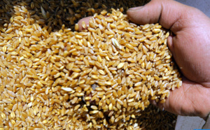 Sécurité alimentaire: La FAO et la BERD lancent un nouveau programme d'assistance