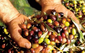 Oléiculture à Boulemane: Atouts, potentiel et contraintes