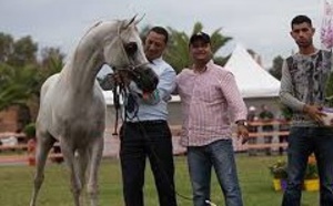 Championnat national "Modèle  et Allures" des chevaux pur-sang arabe