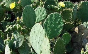 Vers l'installation d'une unité d'extraction de l'huile de cactus à Sidi Ifni