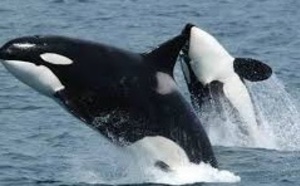 ​Quand les orques apprennent à  parler le dauphin