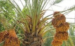 ​Palmier dattier : Le Maroc occupe la 7ème place au  niveau mondial