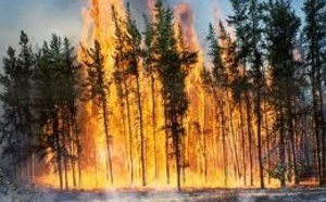 ​Programme de coopération Maroc-Etats-Unis pour la gestion des feux de forêt