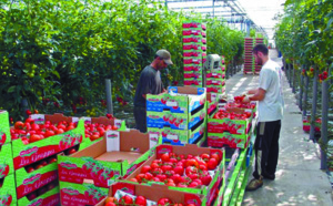 Levée de boucliers en Europe contre les bas salaires des ouvriers agricoles marocains