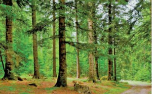 Mise en garde contre la forte dégradation alarmante du couvert forestier national