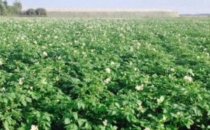 ​Réflexion sur les pistes innovantes dans le domaine agricole