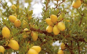 Pour l'ONU, l’arganier représente la richesse de l’héritage naturel du Maroc