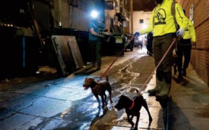 A Washington, les chiens font la guerre aux rats