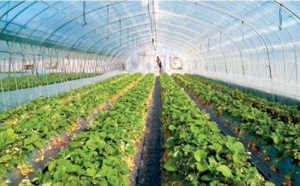 Agriculture. Un secteur au cœur des priorités Royales