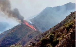 L'incendie de la forêt de Maghraoua totalement maitrisé