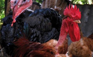 Le Marocain consomme près de 17 kg par an de viandes blanches Le Marocain consomme près de 17 kg par an de viandes blanches