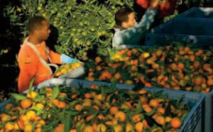 1.200 saisonniers marocains attendus en Corse pour la récolte des clémentines