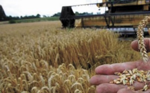 ​Près de 13,9 millions de quintaux de  céréales collectés
