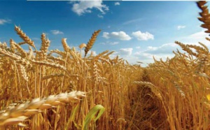 Révision à la hausse des prévisions de la production mondiale de céréales en 2023
