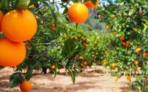 Les filières arboricole et maraîchère connaissent une bonne dynamique cet automne