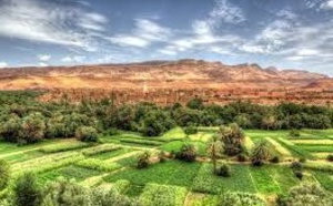 Plus 80 % de la production nationale des primeurs provient de Souss-Massa-Drâa Plus 80 % de la production nationale des primeurs provient de Souss-Massa-Drâa