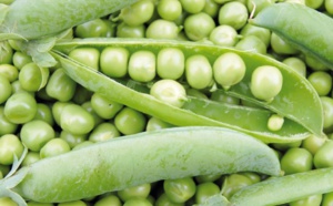 Pour la promotion de la culture des petits pois à Al Hoceima