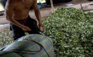 La Colombie dispose d'une solution de rechange à la guerre contre la drogue