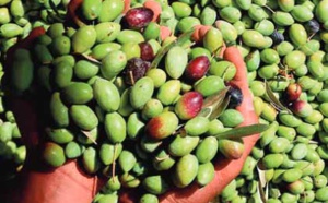 Guelmim-Oued Noun : Baisse de 30% de la production d'olives