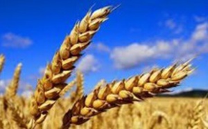 ​La production des céréales atteint le chiffre record de 110 millions de quintaux