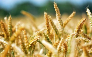 Les prix mondiaux des céréales reculent de 15,4% sur un an
