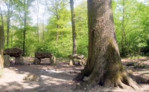 Une vente par adjudication de liège rapporte 103 MDH Une vente par adjudication de liège rapporte 103 MDH