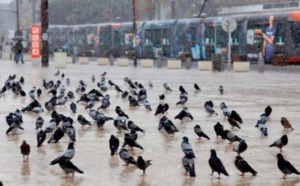 “La place des pigeons ” de Casablanca: Un héritage historique et un lieu touristique toujours très prisé