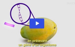 Maintenant, c’est clair : la polémique sur les OGM expliquée