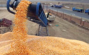 ​Plus de 14 millions de quintaux de céréales collectés
