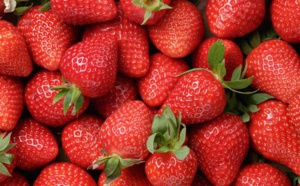 A dessein. On s'obstine désespérément à vouloir voir de l'hépatite dans les fraises marocaines