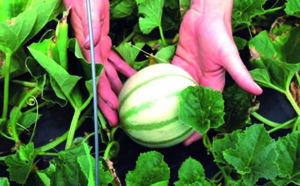 Les jeunes chercheurs appelés à s'investir dans la recherche agricole Les jeunes chercheurs appelés à s'investir dans la recherche agricole