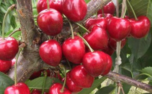 100 cerisiers pour le centenaire du Festival des cerises