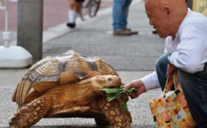 Insolite :  Le croque-mort et la tortue