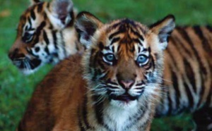 L'Indonésie veut confirmer si le tigre de Java existe toujours à l'état sauvage